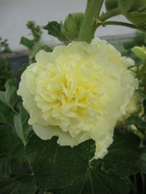 Heirloom Queeny Yellow Hollyhock Blooms First Year from Seed
