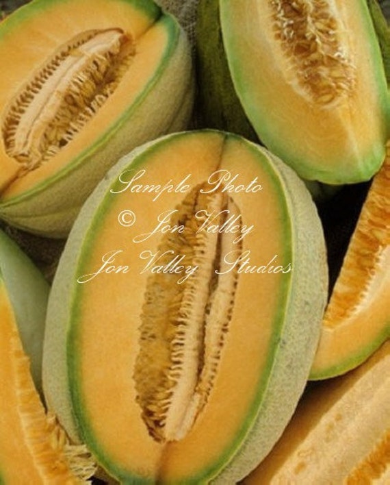 Hales Best Cantaloupe Vegetable Melon Seeds by SERENDIPITYLN