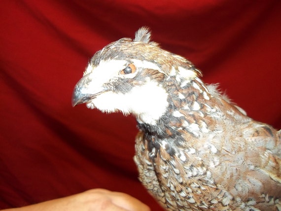 bobwhite stuffed animal