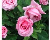 Organic plant nursery for healthy roses and by FreshGardenLiving