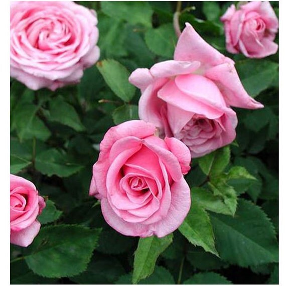 Belinda's Dream Rose Grown Organic Fragrant by FreshGardenLiving