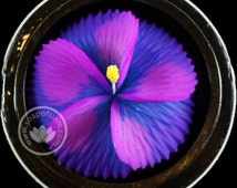 Purple Hibiscus Flower