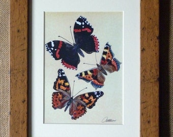 Butterfly Picture,Butterfly Art,Butterfly Print, Framed Butterflies Design - Red Admiral,Painted Lady & Small Tortoiseshell. A lovely gift!