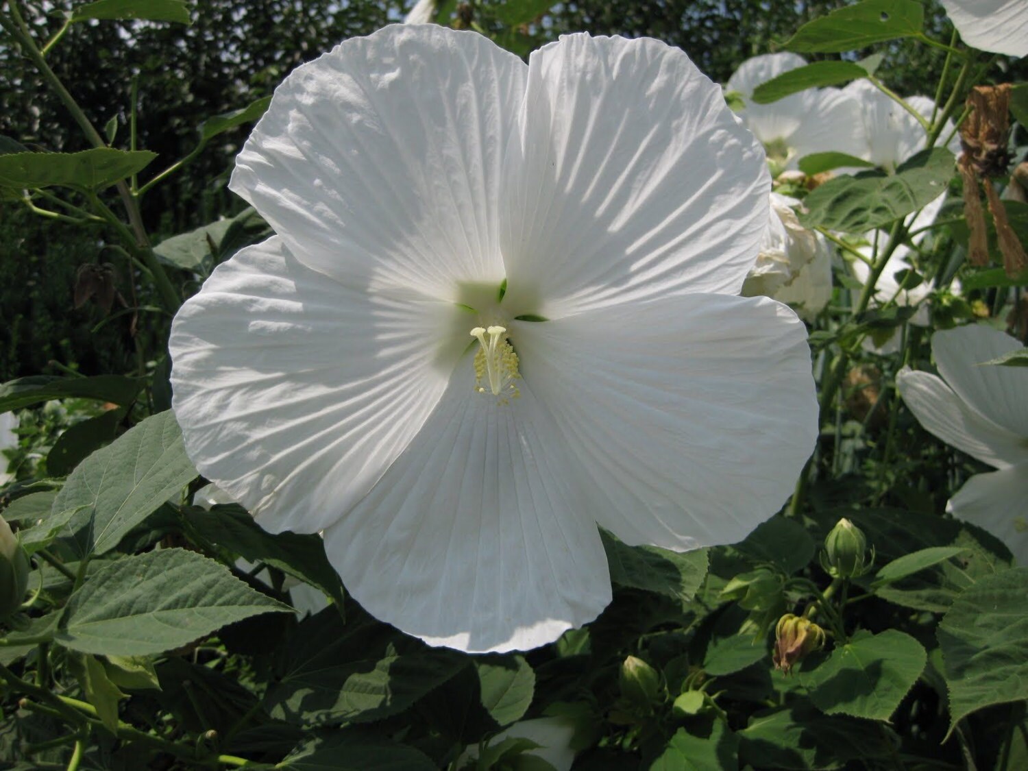Hardy Hibiscus Seeds BLUE RIVER Winter Hardy Perennial