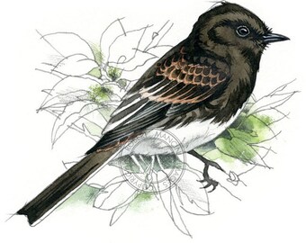 Download Gambel's Quail watercolour bird art wildlife art