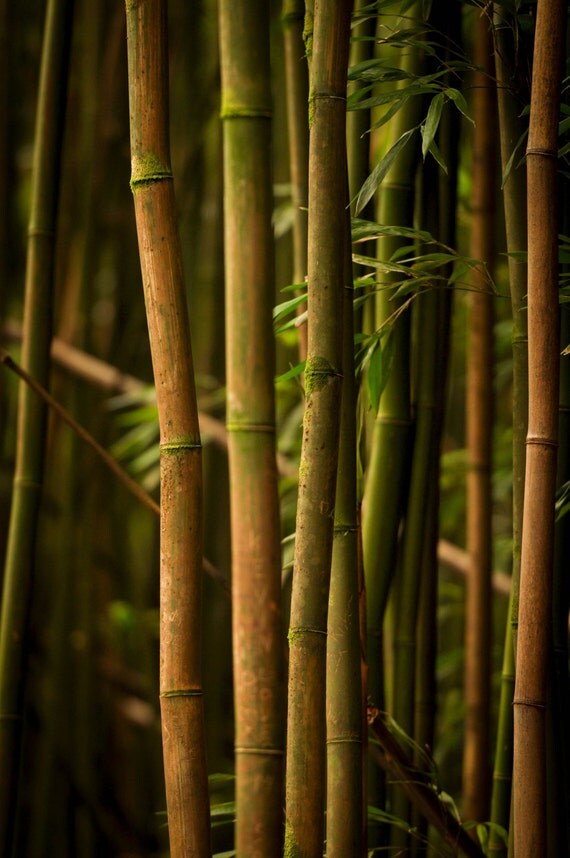 Bamboo Photography Poster 24x36 Oahu Hawaii by ABSDistributors
