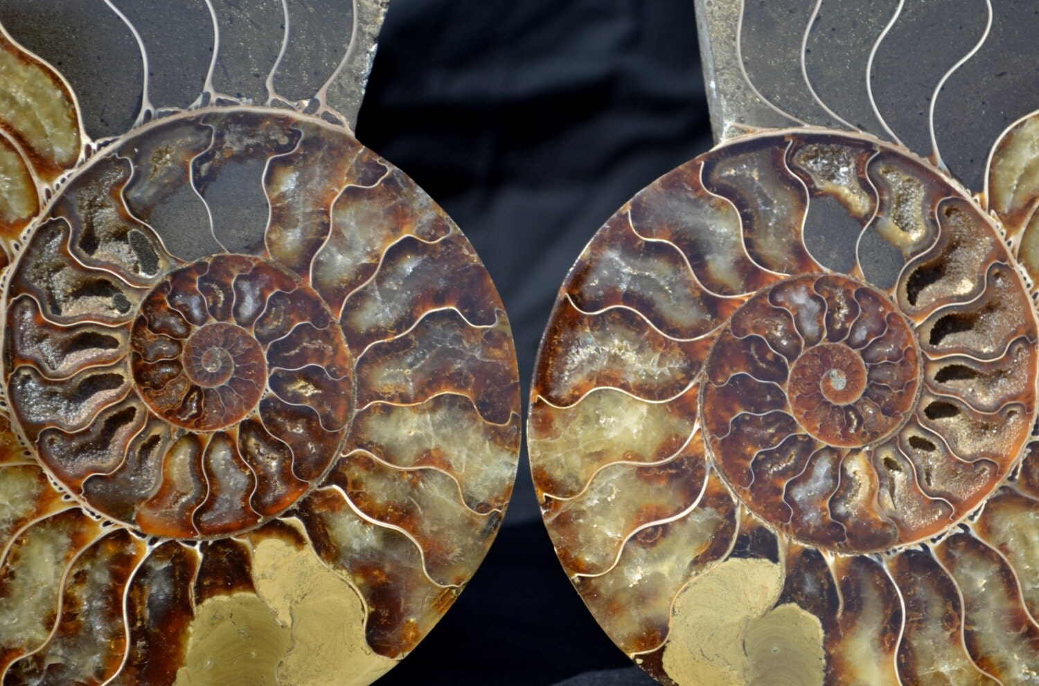 dinosaur ammonite