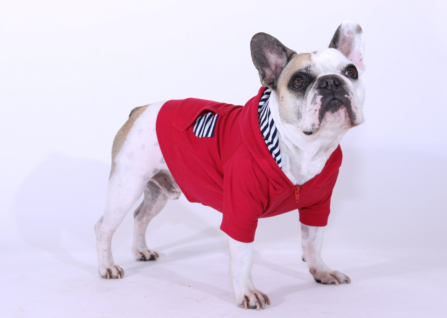 REG/LARGE French Bulldog Dog Hoodie with Contrast by PierreWear