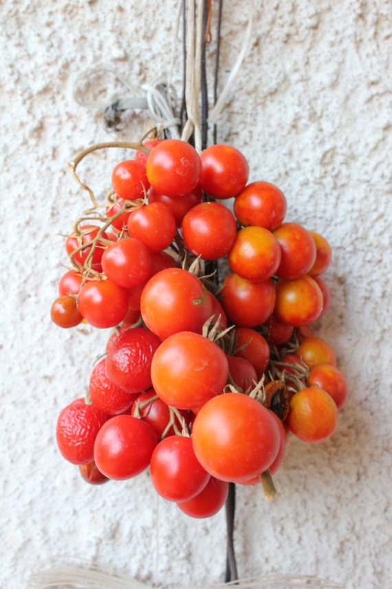 Hanging tomato plant