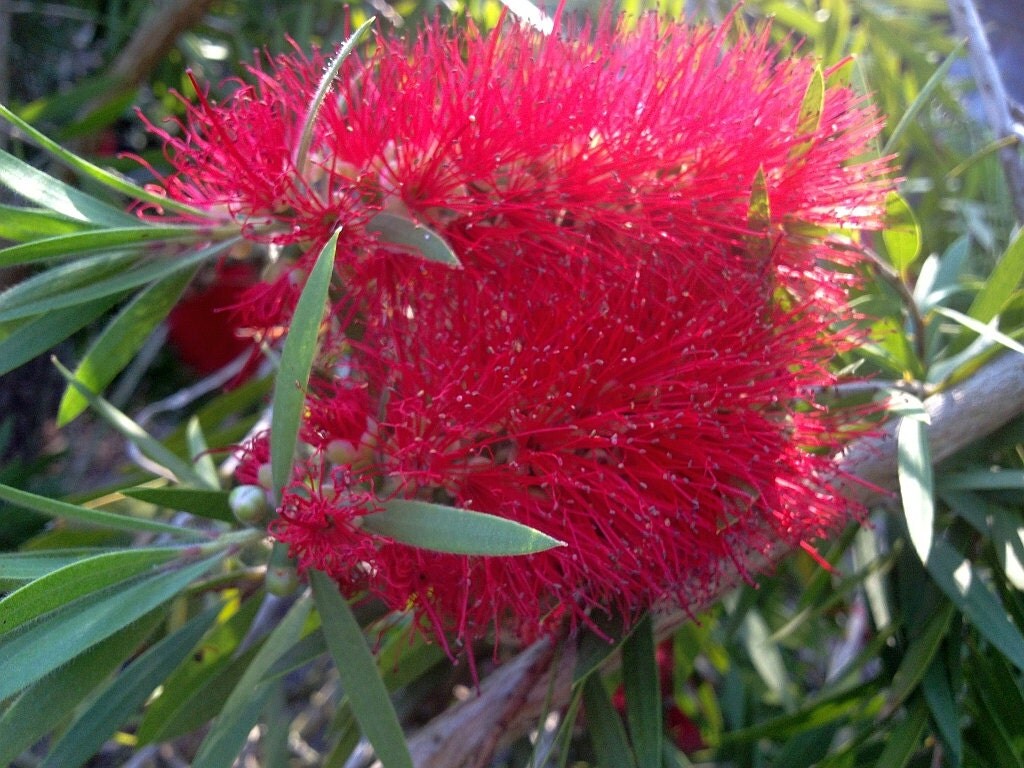 Bottlebrush Tree Plant Red Cluster Multi Stemmed Type Unusual