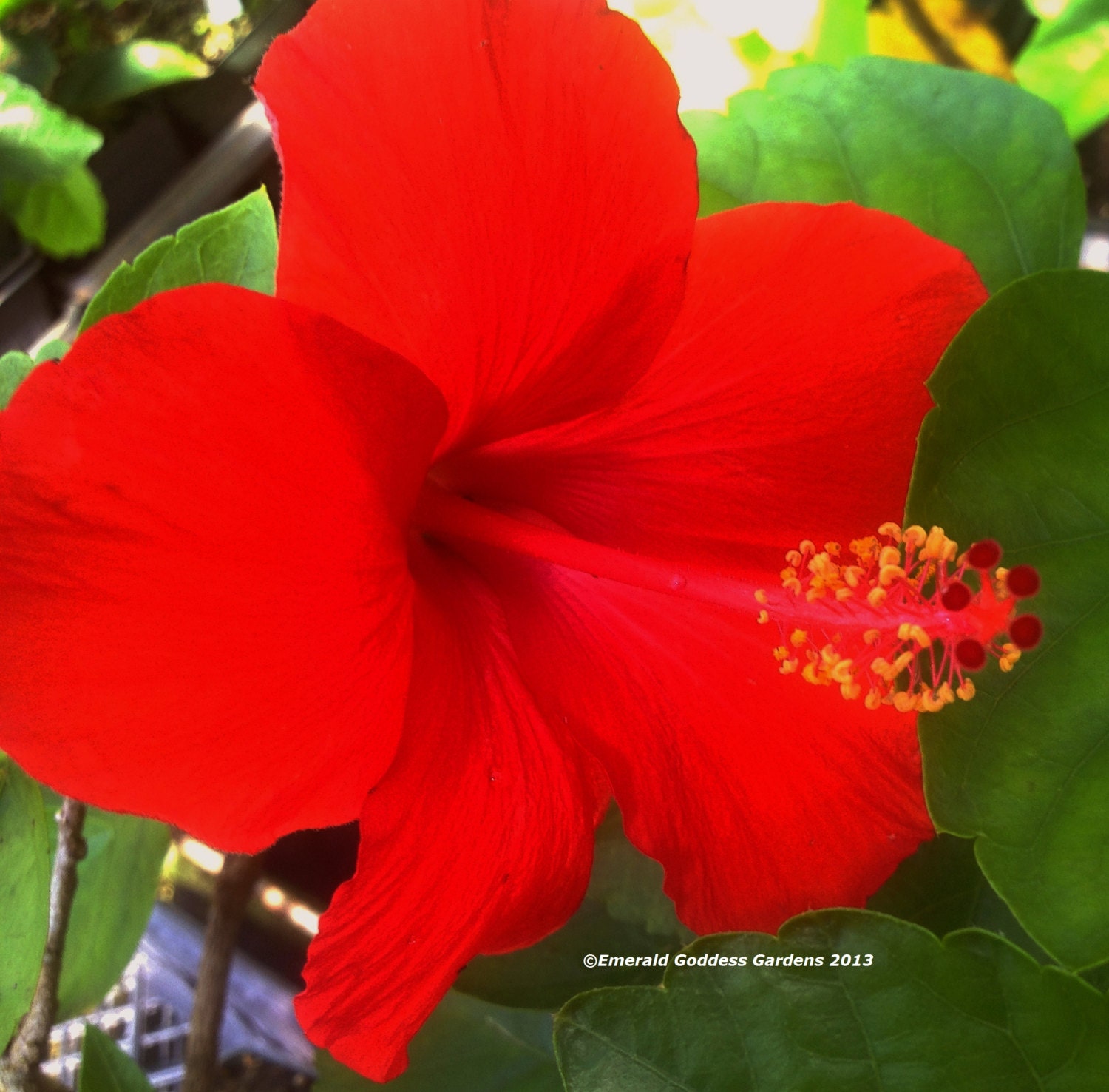 ARIZONA Tropical Exotic Hibiscus Live Plant Large Single