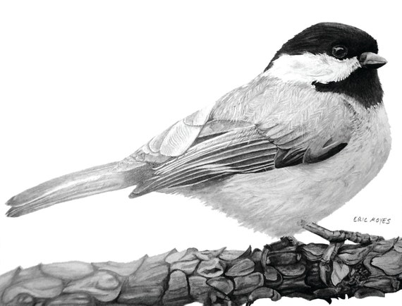 Chickadee drawing 8x10 print