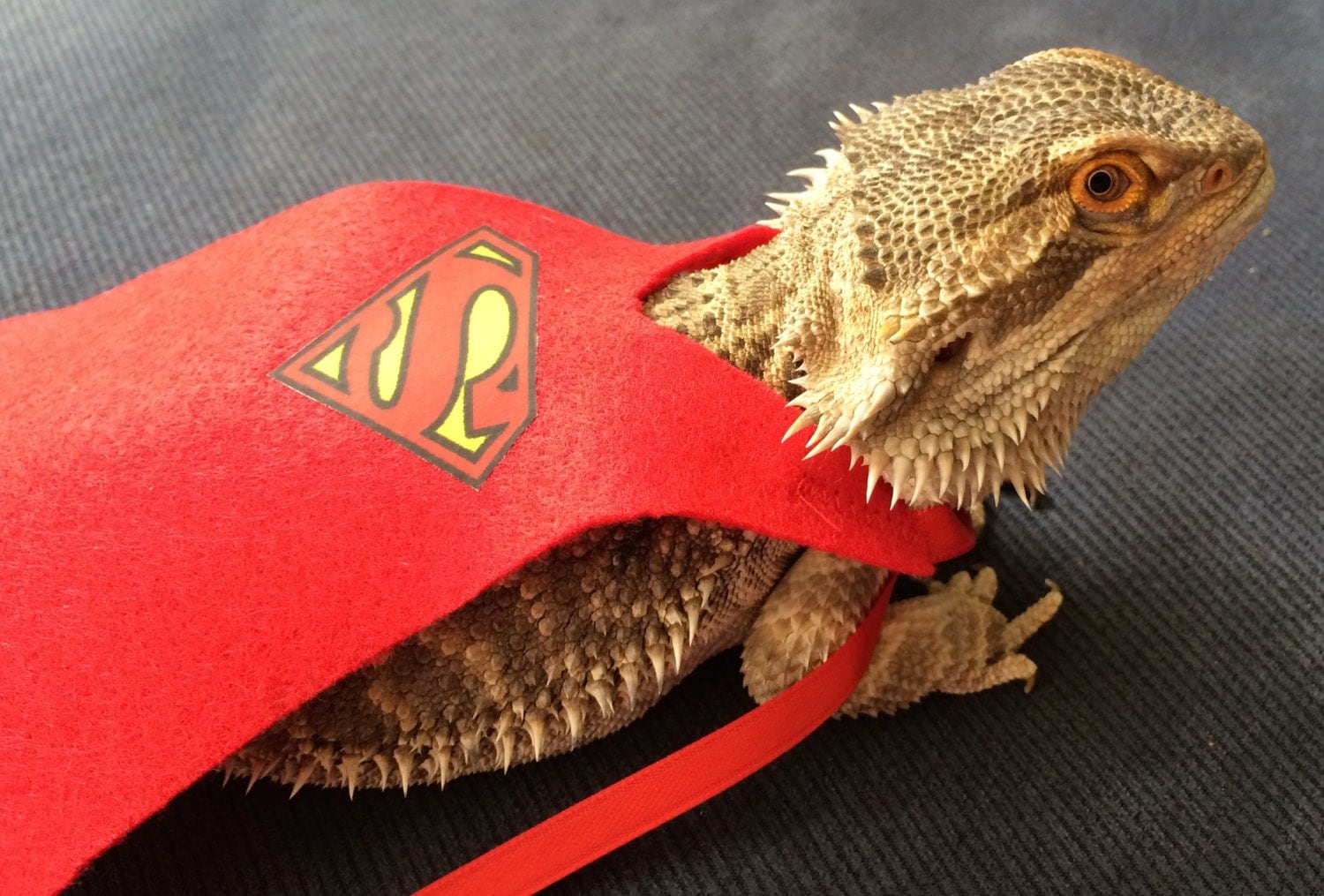 Super Hero Capes for Bearded dragons Superman by PamperedBeardies