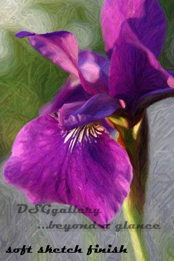 Another beautiful macro picture of a purple Iris by DSGgallery