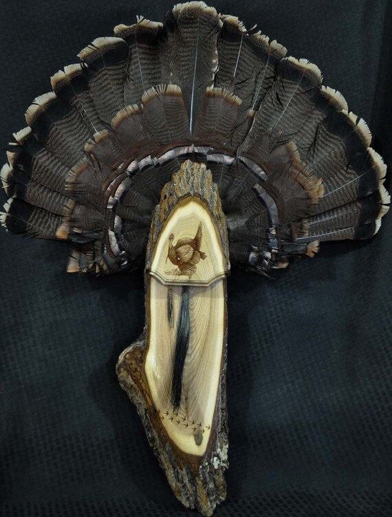 Hunting. Turkey Fan. Turkey Hunting. Turkey Fan Mount. Live