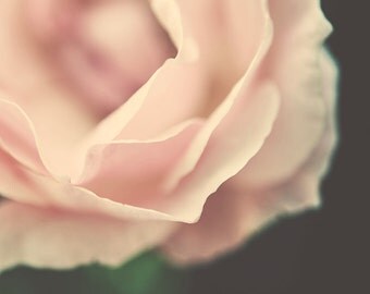 Digital download - Flower photography - Pale pink close-up rose flower