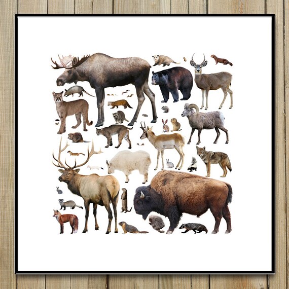 Colorado Animals Poster 20 X 20 High Quality By Denvernativegoods