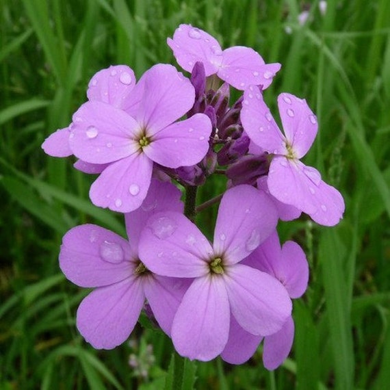 Dames Rocket Flower Seeds Hesperis Matronalis 400Seeds