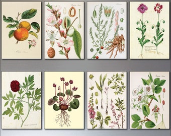 A set of 8 Vintage Botanical Illustrations Fridge magnets,gardening, Victorian sketches