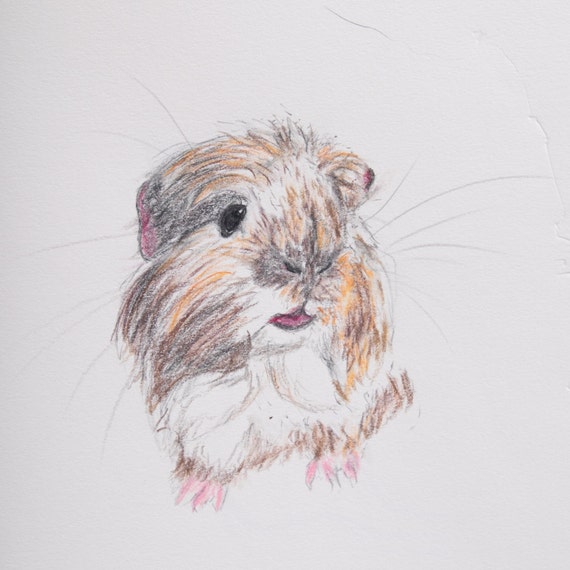 Items similar to Custom Portrait of a Guinea Pig, Full Color Portrait ...