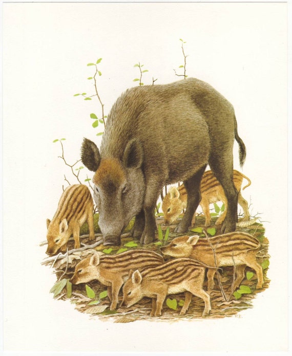 Wild boar original 1965 zoology print - Natural history, vintage ephemera, pig, piglet, swine - 50 years old book plate illustration (A283)