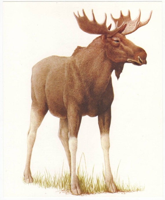 Moose original 1965 zoology print - Natural history, vintage ephemera, deer, elk - 50 years old book plate illustration (A286)