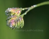 Dewdrop Kaleidoscope Flower Close-Up Photo Macro Photography Stock Art Print File ~ Green Purple Pink ~ Commercial Use Download