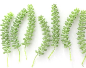Fake Succulents - 7 Sedum Hanging Stonecrop Succulents in Frosted Green- faux succulents, artificial sedum - ITEM 0211