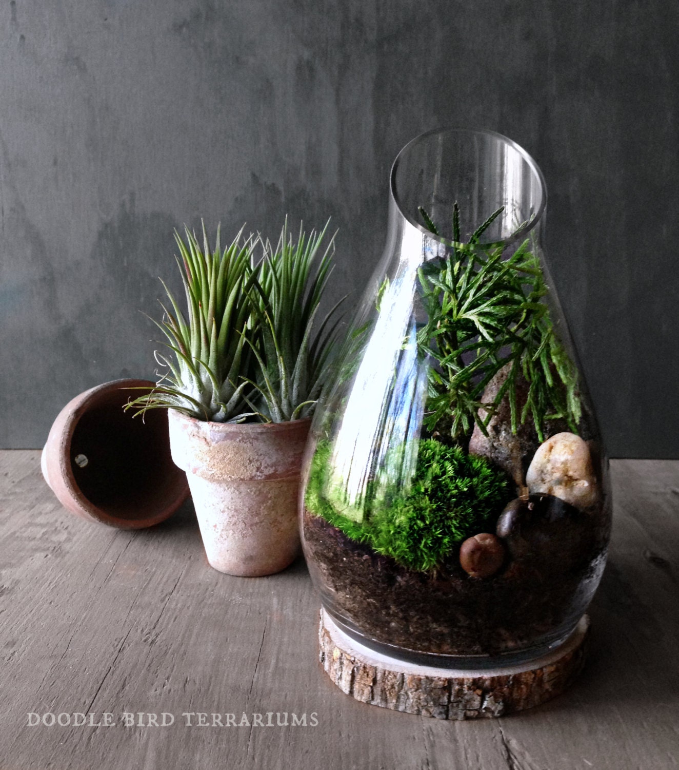 Carafe Moss Terrarium Gift Set Live Houseplants Office Decor