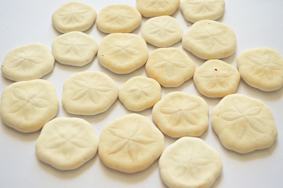 Set of 20 Sand Dollar/Sea Biscuit/ Sea Cookies by HeavenlySea