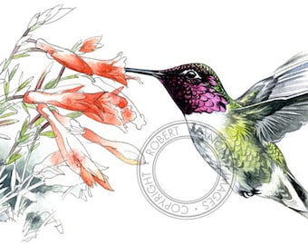 Anna's Hummingbird watercolour - bird wildlife art - nature print of original artwork