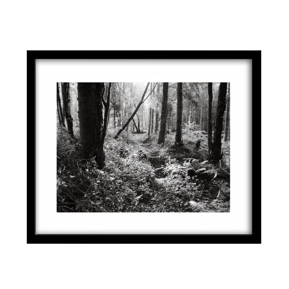 Black And White Photography Rain In The Forest Black And