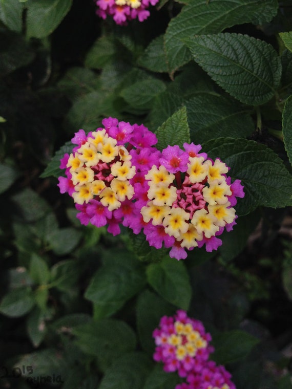 Items Similar To Magenta And Yellow Lantana Flower Photography On Etsy