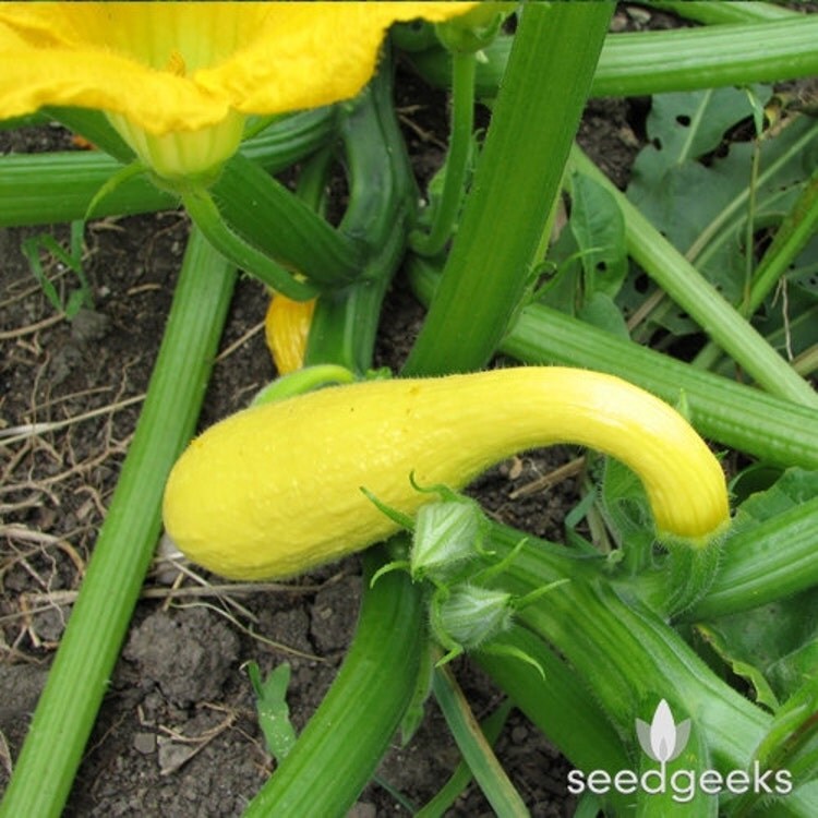 Early Golden Crookneck Summer Squash Heirloom Seeds by SeedGeeks