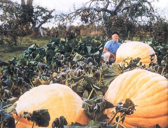 Atlantic Giant Pumpkin Average Size