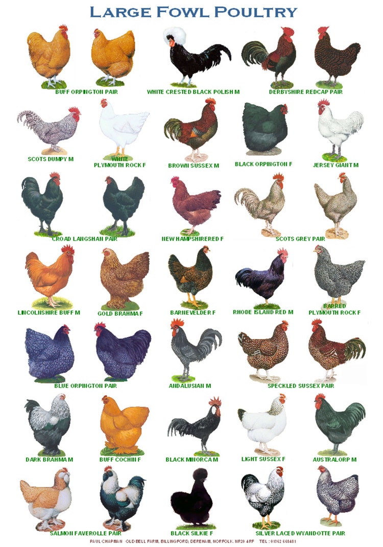 a4-laminated-posters-breeds-of-poultry-2-by-paulchapmanfineart