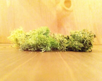 Reindeer Lichen Moss for Terrarium