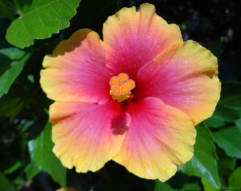 Lustre FIne Art Print of original photograph - Hibiscus