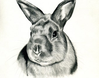Rabbit Print Drawing Graphite Animal Drawing Pet Bunny