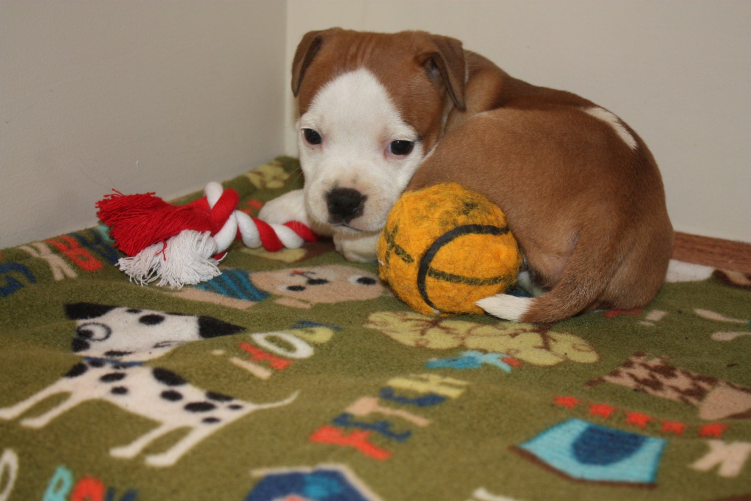 Crate dog pads and blankets for new dog great pet gift for