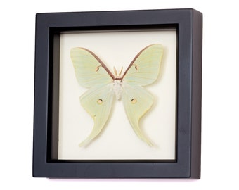 Real Luna Moth Insect Taxidermy