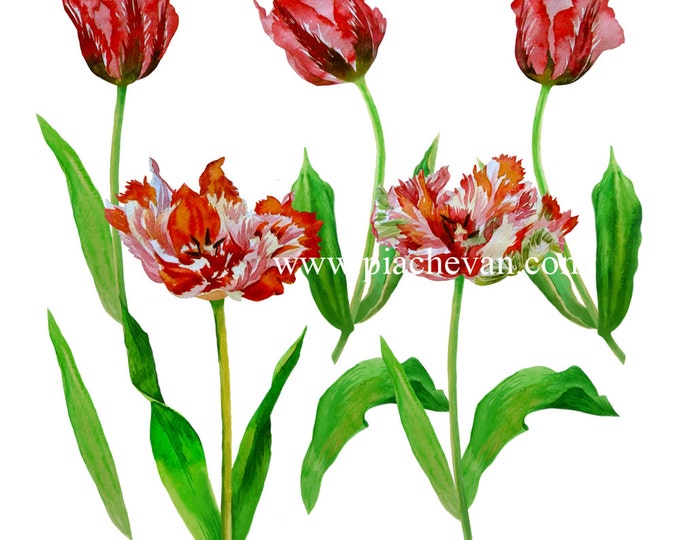 Digital watercolor clipart with tulips. Clip art, Mothers day, 8 march, spring, cards, painting,flower, floral, spring, wedding