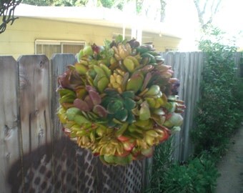 Kiss of Life...Living Succulent Plants Kissing Ball