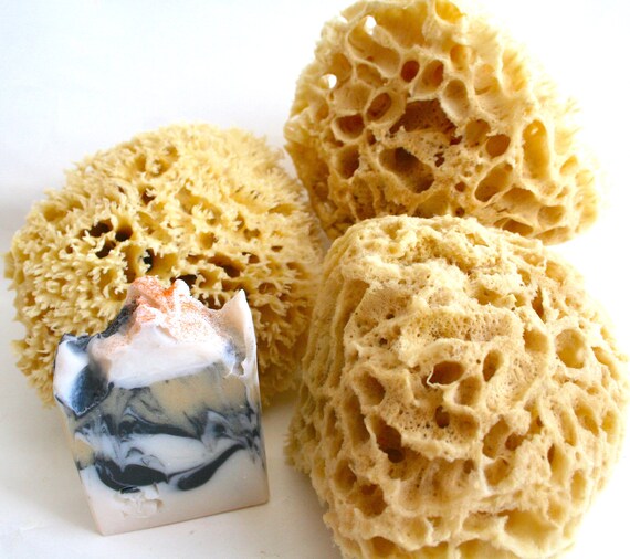 Sea Sponges Natural from Tarpon Springs FL bath sponge 100