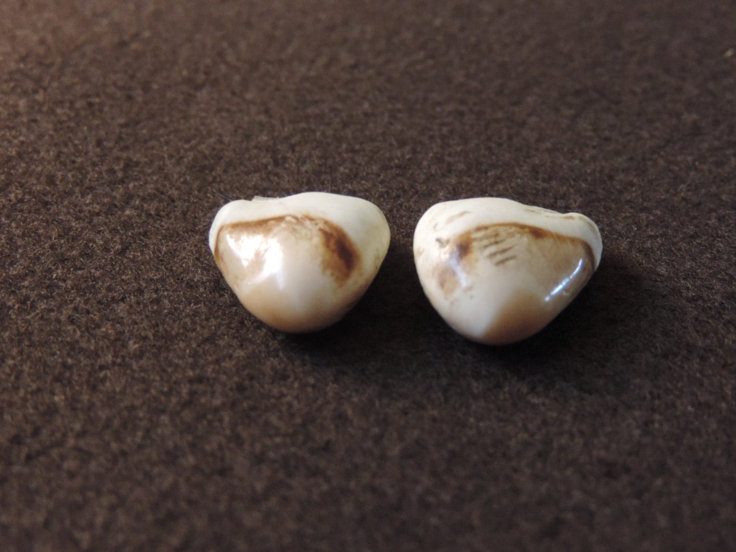 Ivory Elk Tooth Collection