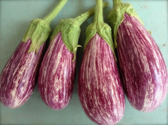 Purple Striped Eggplant Shooting Stars Rare Seeds Grown To