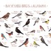 Iowa Backyard Birds Field Guide Art Print / Watercolor