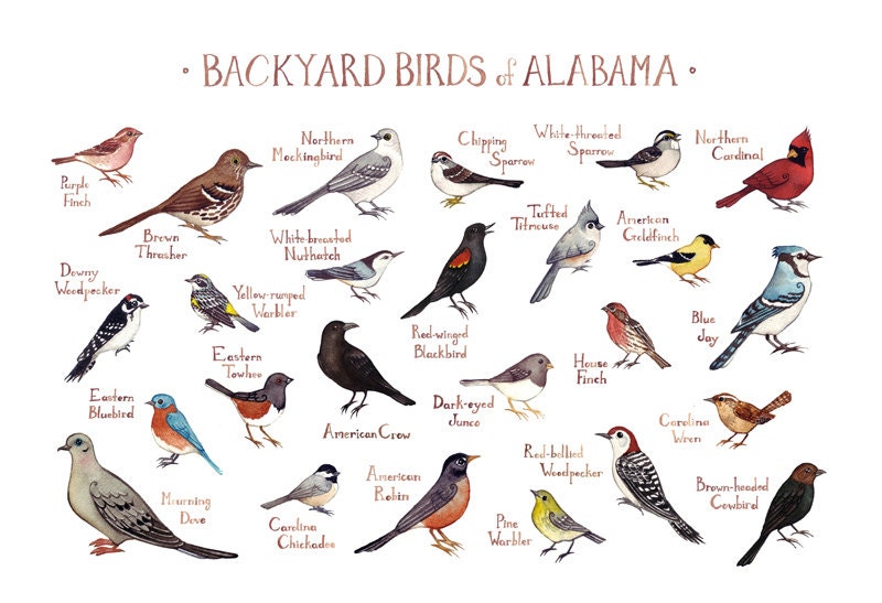 alabama backyard birds field guide art print watercolor alabama backyard birds field guide art print watercolor