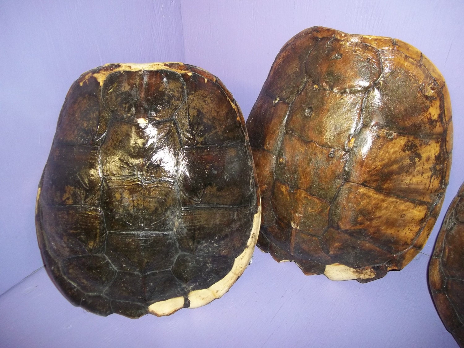 1 real animal bone Snapping Turtle Shell taxidermy by boomer2563