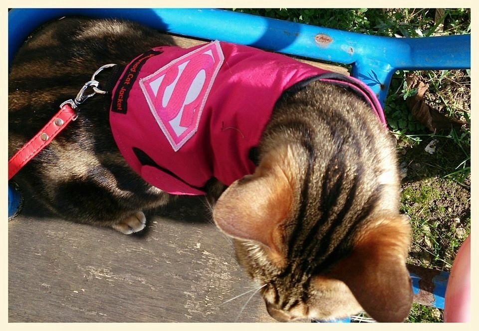 Mynwood Cat Walking Jacket Harness Vest by MynwoodCatJackets